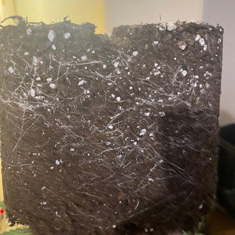 Blue (récolter 20 à 30% ambré) growlog photo: Rempotage 