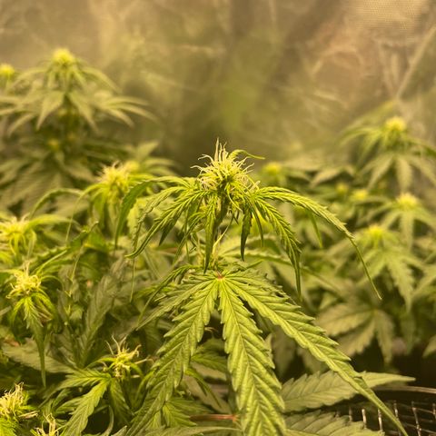 Blue (récolter 20 à 30% ambré) growlog photo: Rempotage 