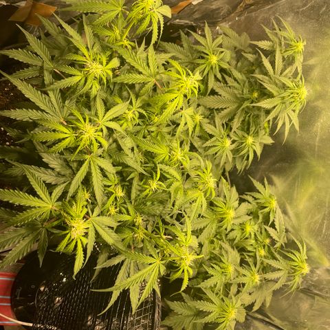 Blue (récolter 20 à 30% ambré) growlog photo: Rempotage 
