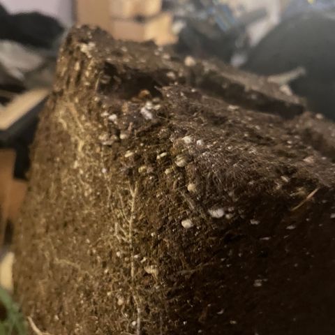 Blue (récolter 20 à 30% ambré) growlog photo: Rempotage 