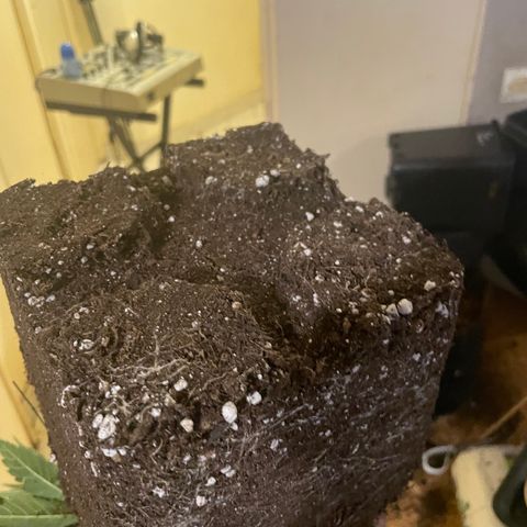 Blue (récolter 20 à 30% ambré) growlog photo: Rempotage 