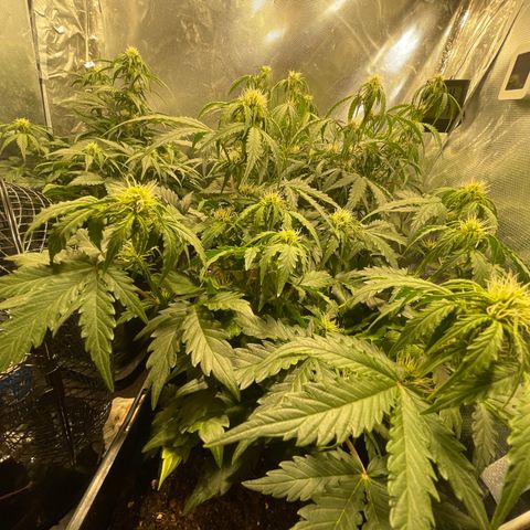 Blue (récolter 20 à 30% ambré) growlog photo: Photo des jolies têtes en floraisons
Barry est le plus avancer à mon avis bien que Lili devrai finir avant (100% indica) 
Blue est pas mal en retard 
Voir si le rempotage a jouer en sa faveur ou si au contraire ça a été une perte d’argent et un gâchis au niveau de la plante (comparer à Barry)