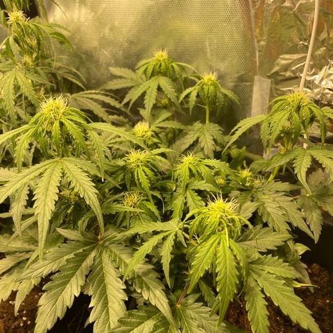 Blue (récolter 20 à 30% ambré) growlog timeline photo