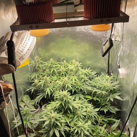 Blue (récolter 20 à 30% ambré) growlog photo: Elles vont toute bien
Légère carence sur Blue.