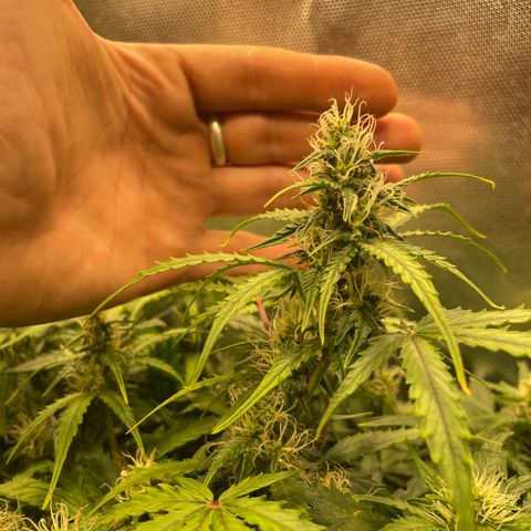 Blue (récolter 20 à 30% ambré) growlog timeline photo