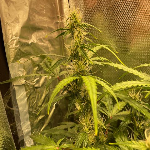 Blue (récolter 20 à 30% ambré) growlog timeline photo