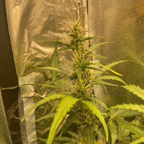 Blue (récolter 20 à 30% ambré) growlog timeline photo