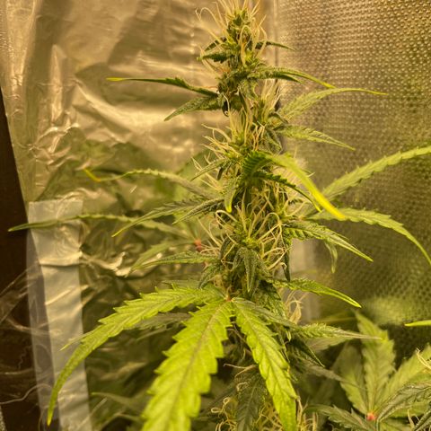 Blue (récolter 20 à 30% ambré) growlog timeline photo