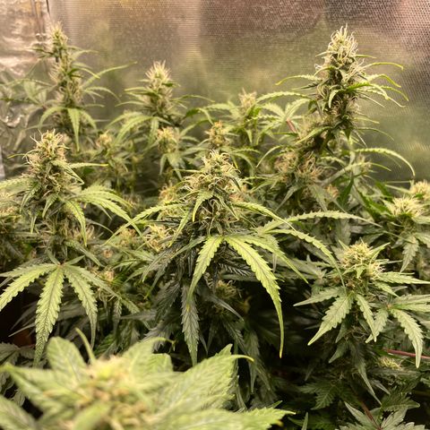 Blue (récolter 20 à 30% ambré) growlog timeline photo