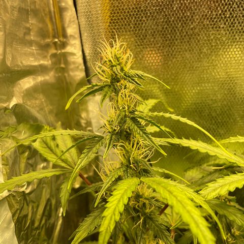 Blue (récolter 20 à 30% ambré) growlog timeline photo