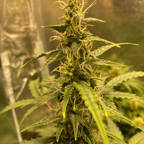 Blue (récolter 20 à 30% ambré) growlog timeline photo