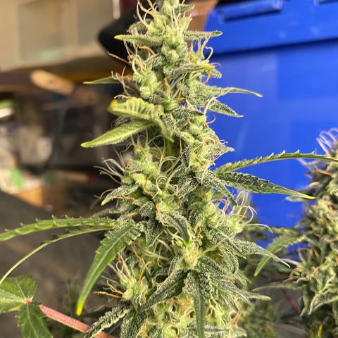 Blue (récolter 20 à 30% ambré) growlog timeline photo