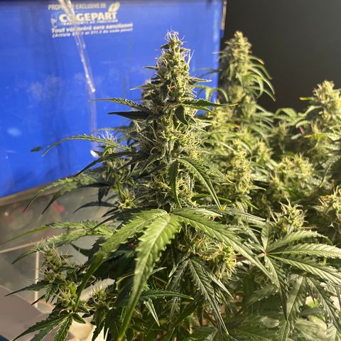 Blue (récolter 20 à 30% ambré) growlog timeline photo