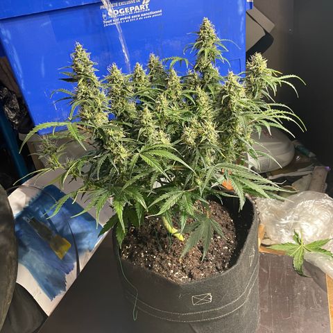 Blue (récolter 20 à 30% ambré) growlog timeline photo