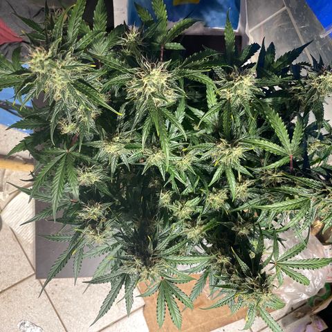 Blue (récolter 20 à 30% ambré) growlog timeline photo