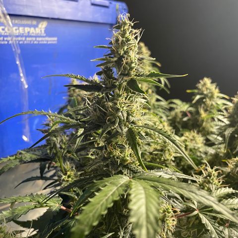 Blue (récolter 20 à 30% ambré) growlog timeline photo