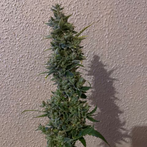 Blue (récolter 20 à 30% ambré) growlog photo: Début de la récolte!!!