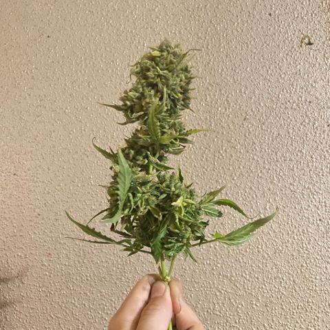 Blue (récolter 20 à 30% ambré) growlog timeline photo