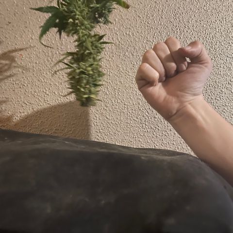 Blue (récolter 20 à 30% ambré) growlog timeline photo
