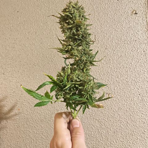 Blue (récolter 20 à 30% ambré) growlog timeline photo