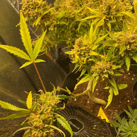 Blue (récolter 20 à 30% ambré) growlog timeline photo