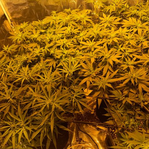 Blue (récolter 20 à 30% ambré) growlog timeline photo