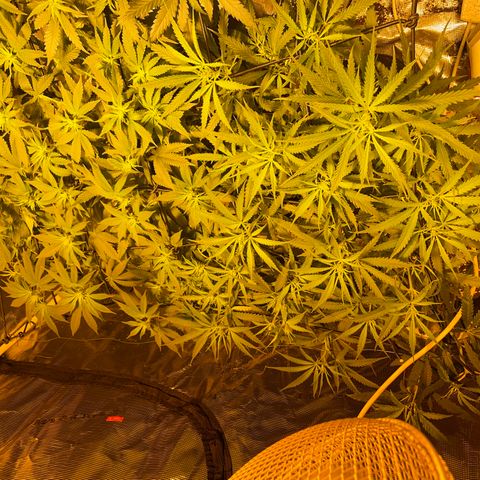 Blue (récolter 20 à 30% ambré) growlog timeline photo