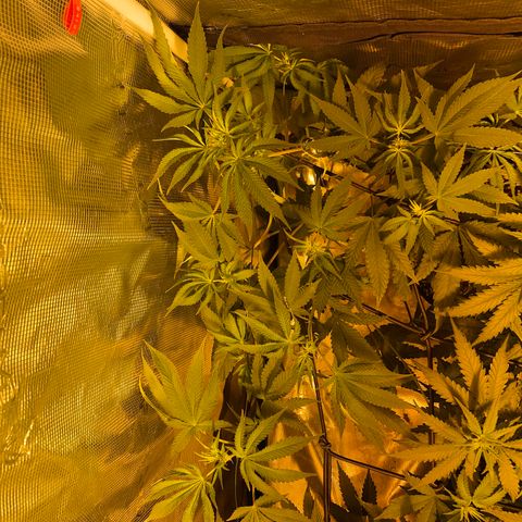 Blue (récolter 20 à 30% ambré) growlog timeline photo