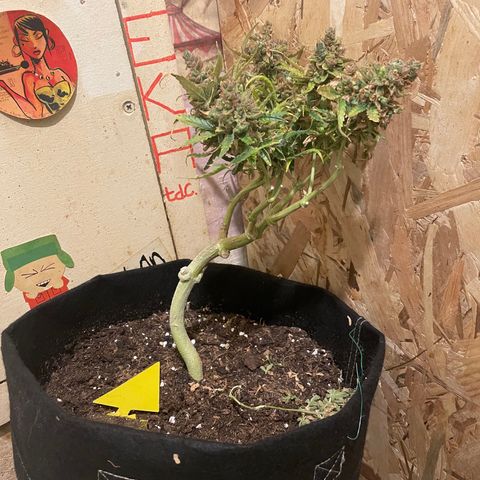 Blue (récolter 20 à 30% ambré) growlog timeline photo