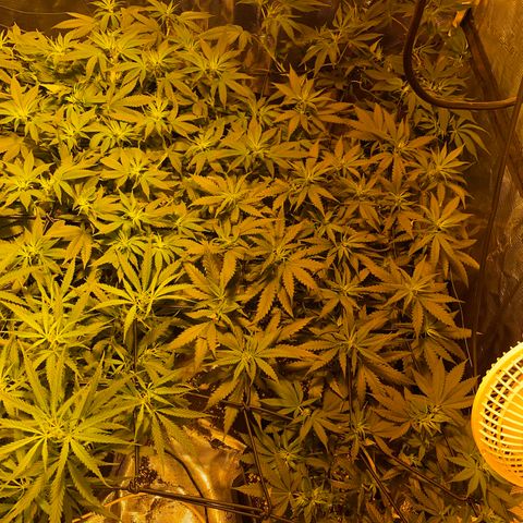 Blue (récolter 20 à 30% ambré) growlog timeline photo