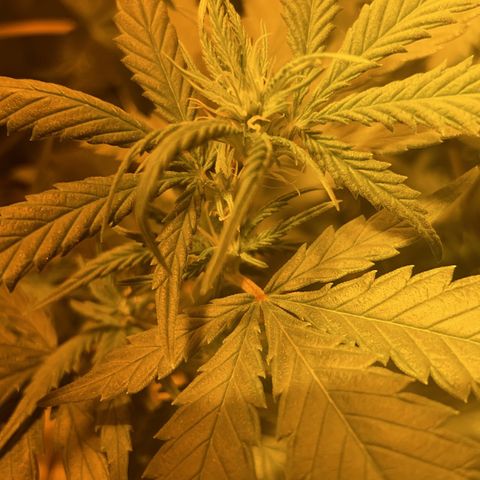 Blue (récolter 20 à 30% ambré) growlog timeline photo