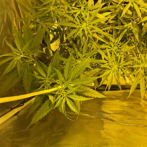 Blue (récolter 20 à 30% ambré) growlog timeline photo