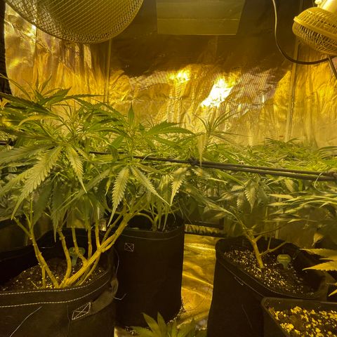 Blue (récolter 20 à 30% ambré) growlog timeline photo