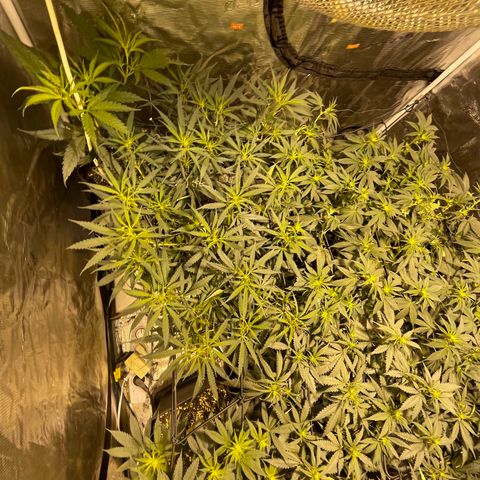 Blue (récolter 20 à 30% ambré) growlog timeline photo