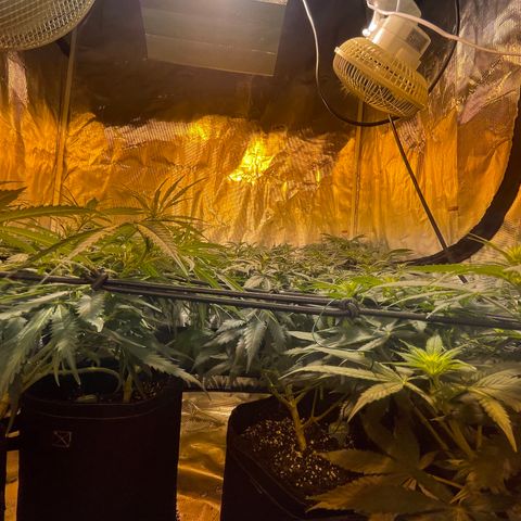 Blue (récolter 20 à 30% ambré) growlog timeline photo