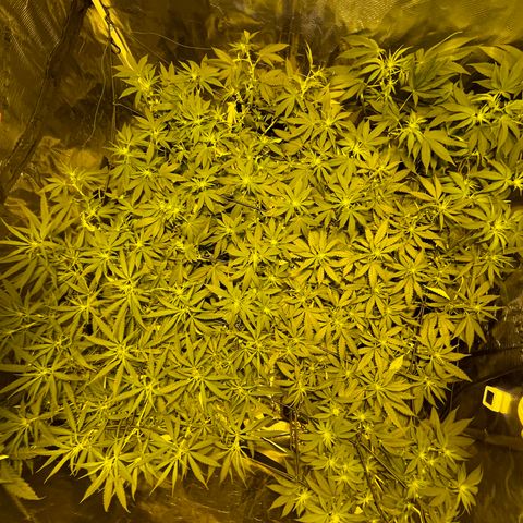 Blue (récolter 20 à 30% ambré) growlog timeline photo