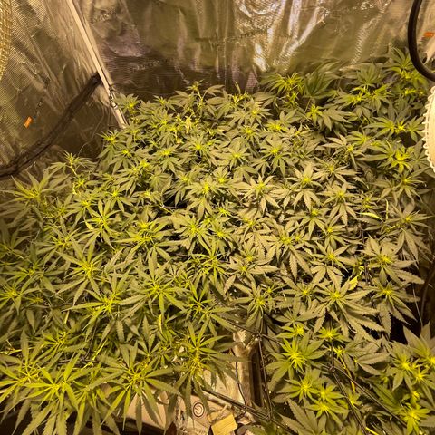 Blue (récolter 20 à 30% ambré) growlog timeline photo