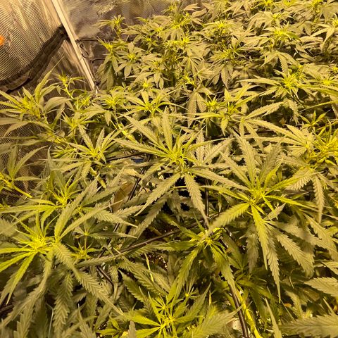 Blue (récolter 20 à 30% ambré) growlog timeline photo