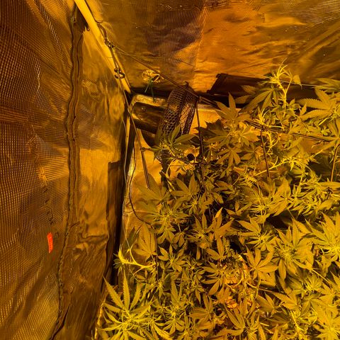 Blue (récolter 20 à 30% ambré) growlog timeline photo