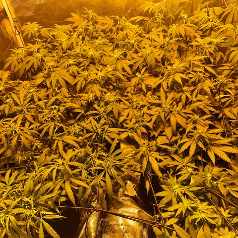Blue (récolter 20 à 30% ambré) growlog timeline photo