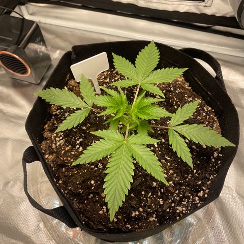 Strawberry Banana Gelato XL Auto growlog timeline photo