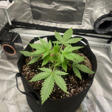 Strawberry Banana Gelato XL Auto growlog timeline photo