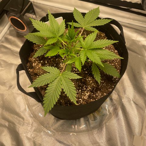 Strawberry Banana Gelato XL Auto growlog timeline photo