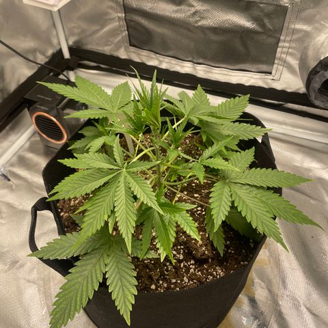 Strawberry Banana Gelato XL Auto growlog timeline photo