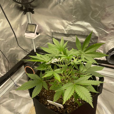 Strawberry Banana Gelato XL Auto growlog timeline photo