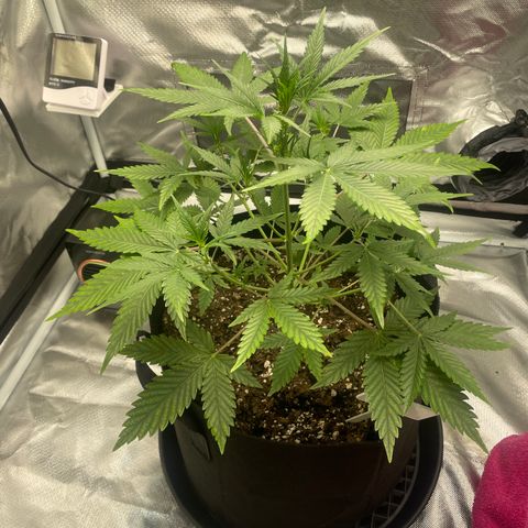 Strawberry Banana Gelato XL Auto growlog timeline photo
