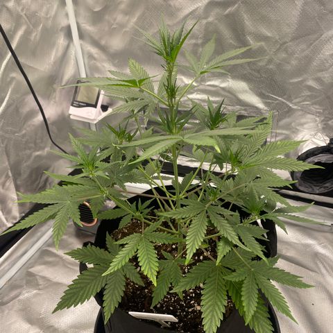 Strawberry Banana Gelato XL Auto growlog timeline photo