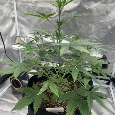 Strawberry Banana Gelato XL Auto growlog timeline photo