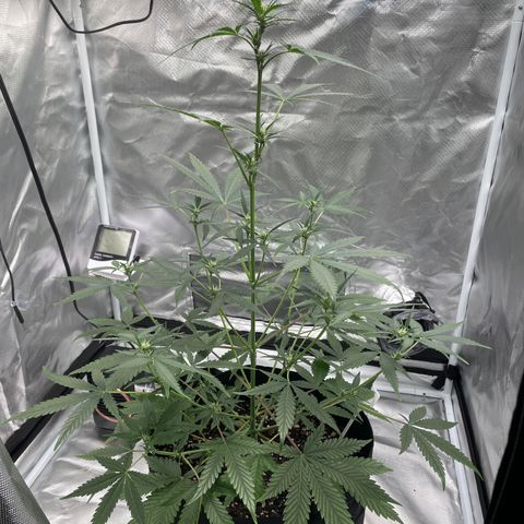 Strawberry Banana Gelato XL Auto growlog timeline photo