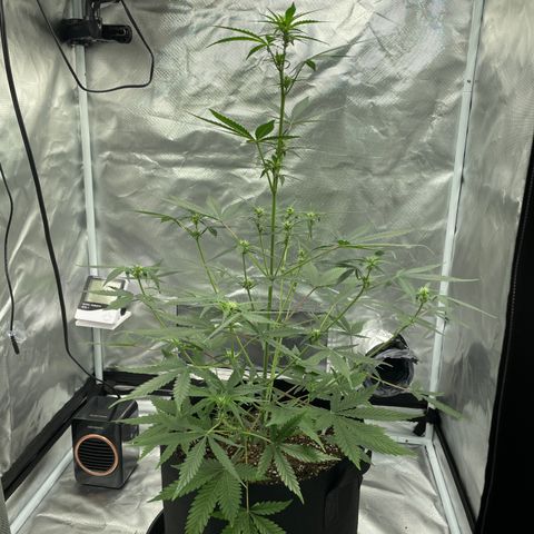 Strawberry Banana Gelato XL Auto growlog timeline photo